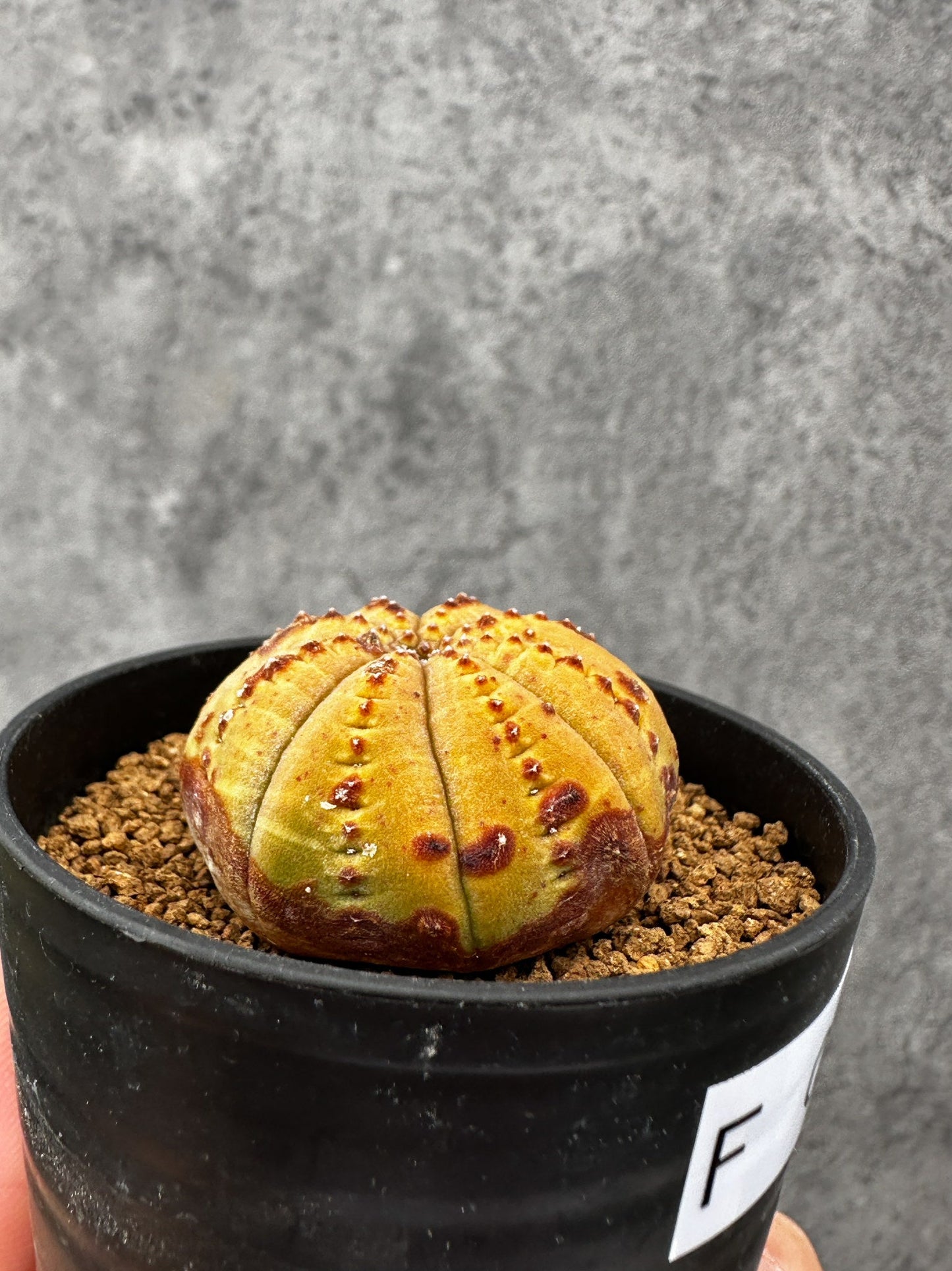 【現品限り】ユーフォルビア・オベサ 実生【F39】 Euphorbia obesa