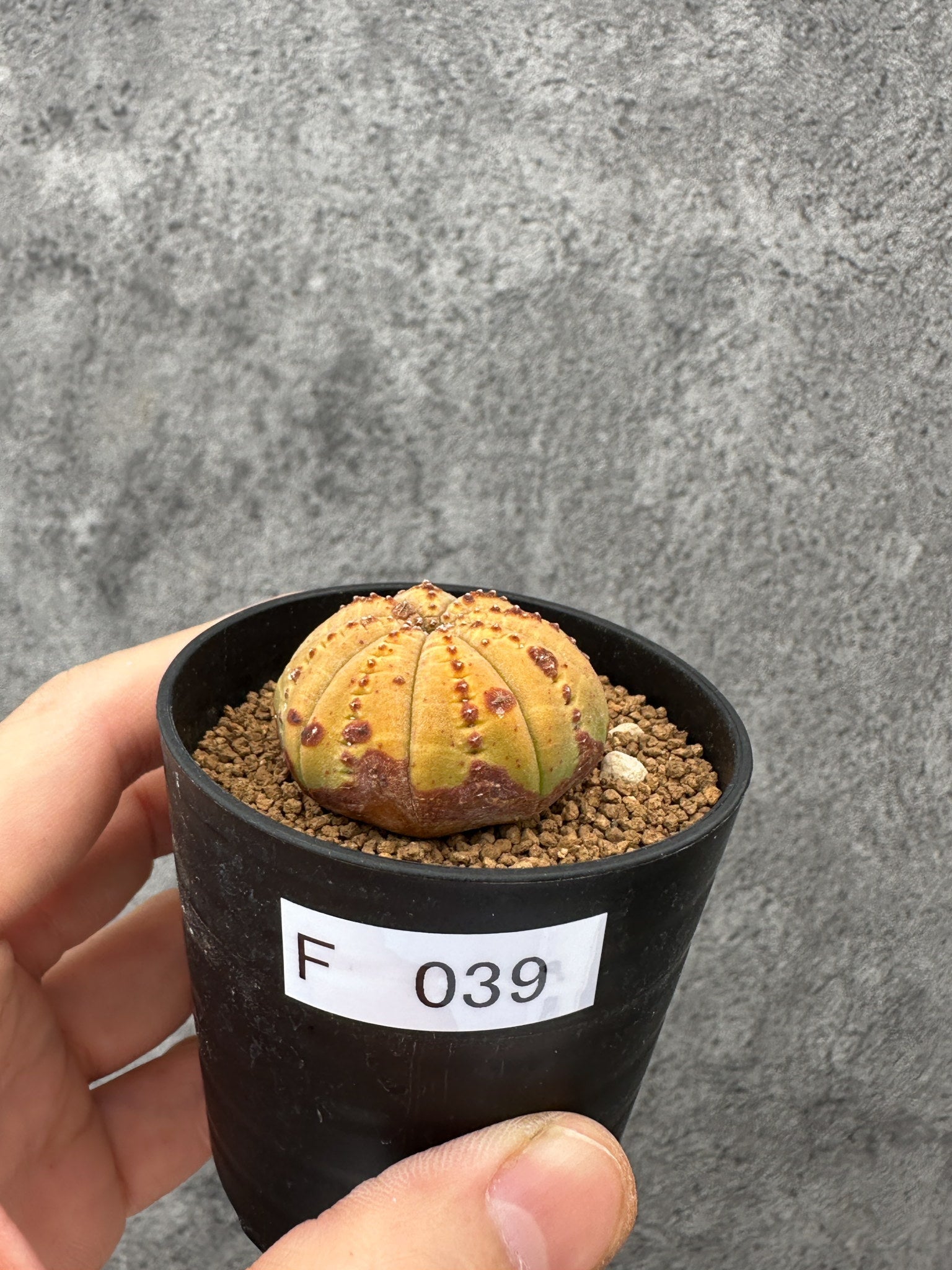 現品限りの一点物 – プラントブラザーズ