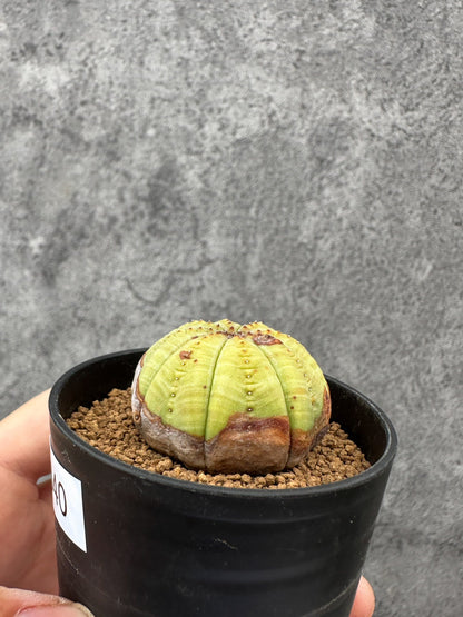 【現品限り】ユーフォルビア・オベサ 実生【F40】 Euphorbia obesa