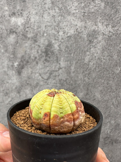 【現品限り】ユーフォルビア・オベサ 実生【F40】 Euphorbia obesa
