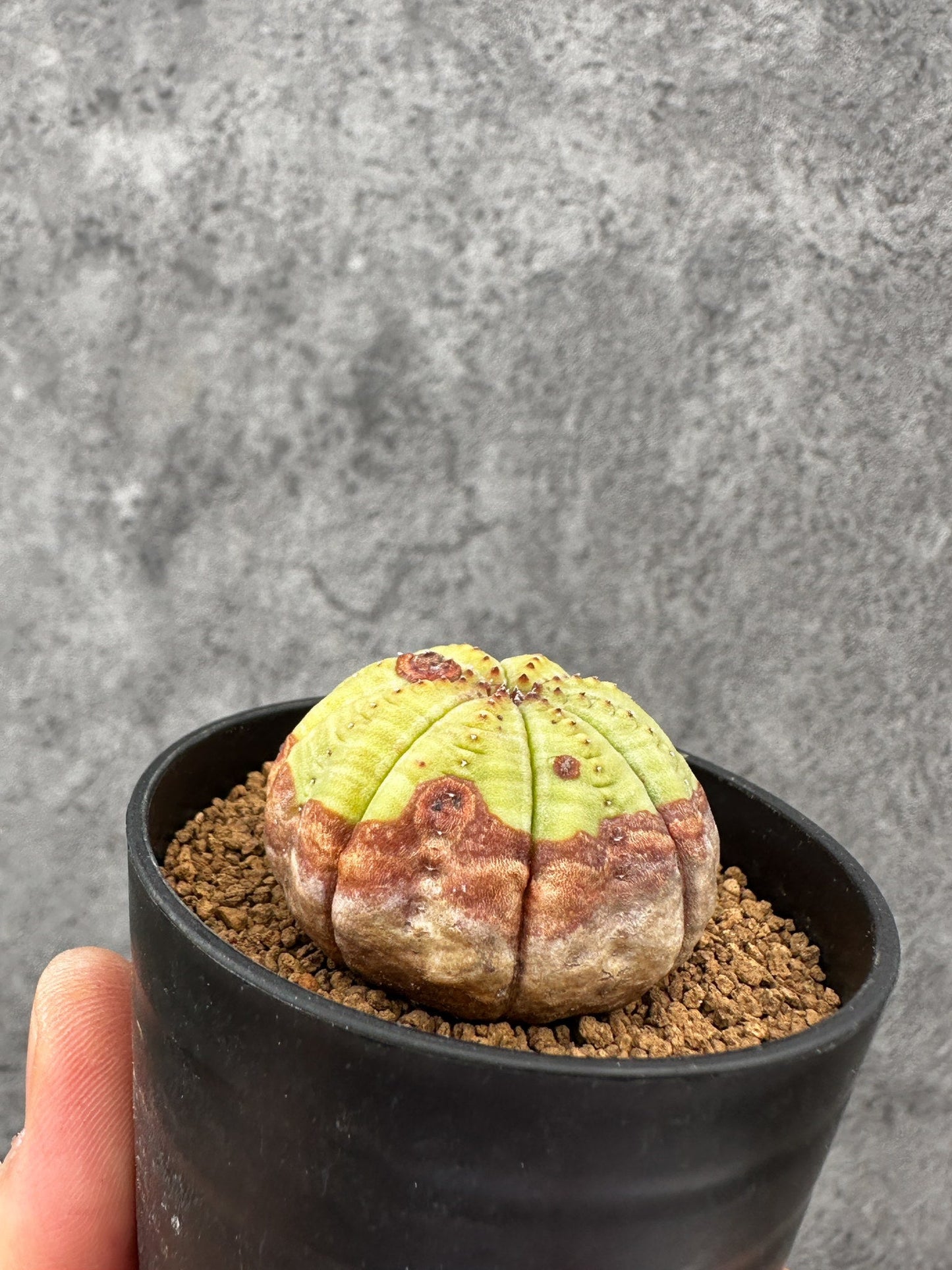 【現品限り】ユーフォルビア・オベサ 実生【F40】 Euphorbia obesa