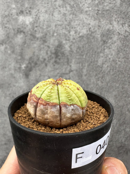 【現品限り】ユーフォルビア・オベサ 実生【F40】 Euphorbia obesa