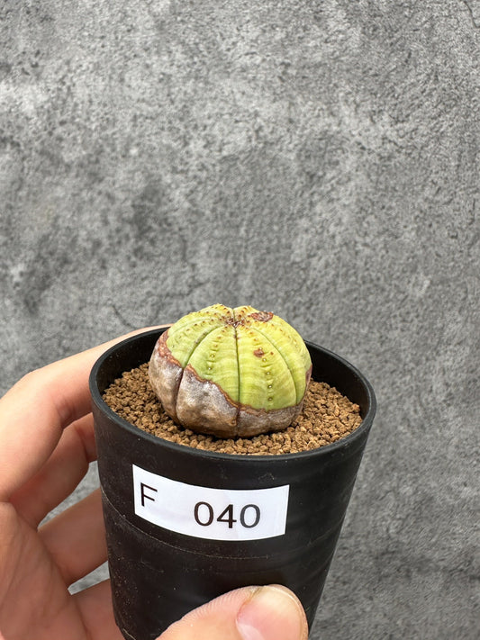 【現品限り】ユーフォルビア・オベサ 実生【F40】 Euphorbia obesa
