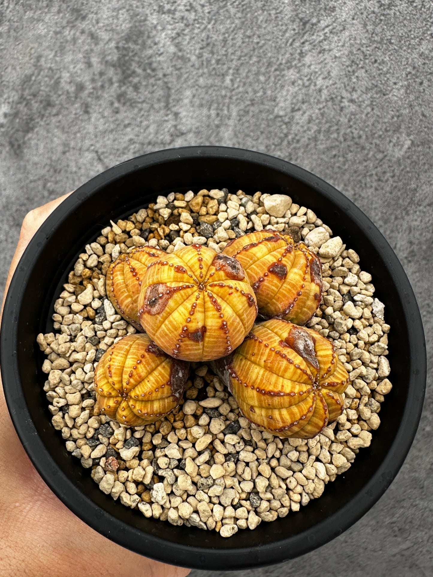 【現品限り】ユーフォルビア・オベサ 多頭【F41】 Euphorbia obesa