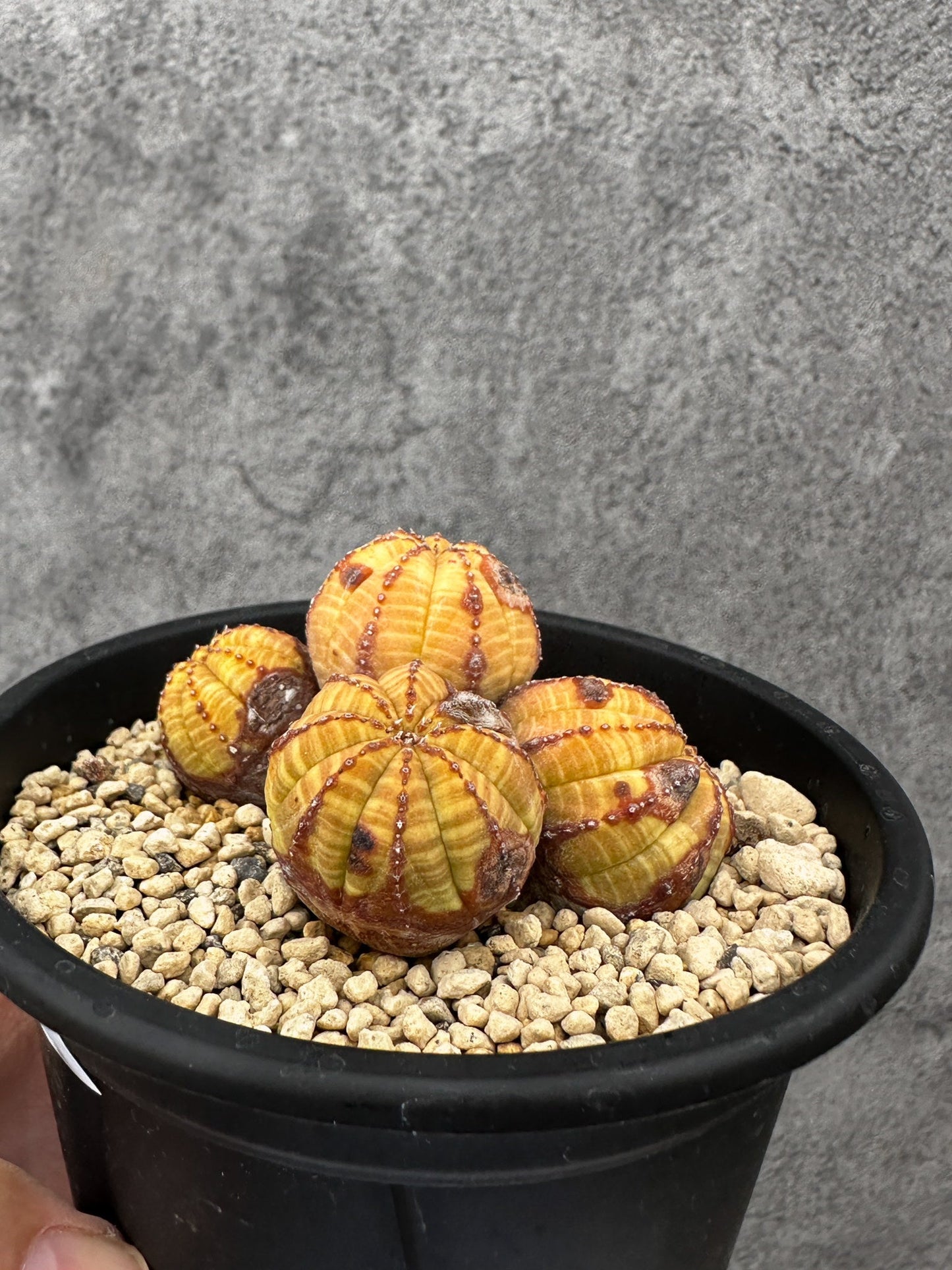 【現品限り】ユーフォルビア・オベサ 多頭【F41】 Euphorbia obesa