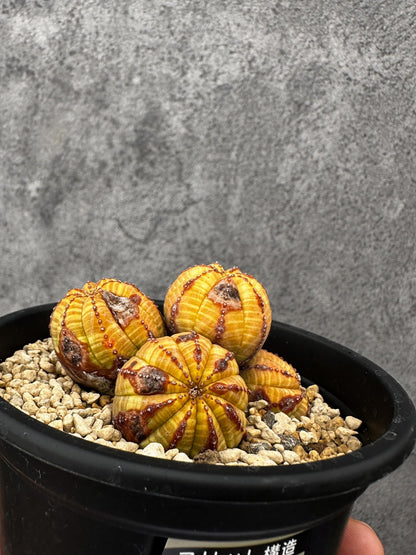 【現品限り】ユーフォルビア・オベサ 多頭【F41】 Euphorbia obesa