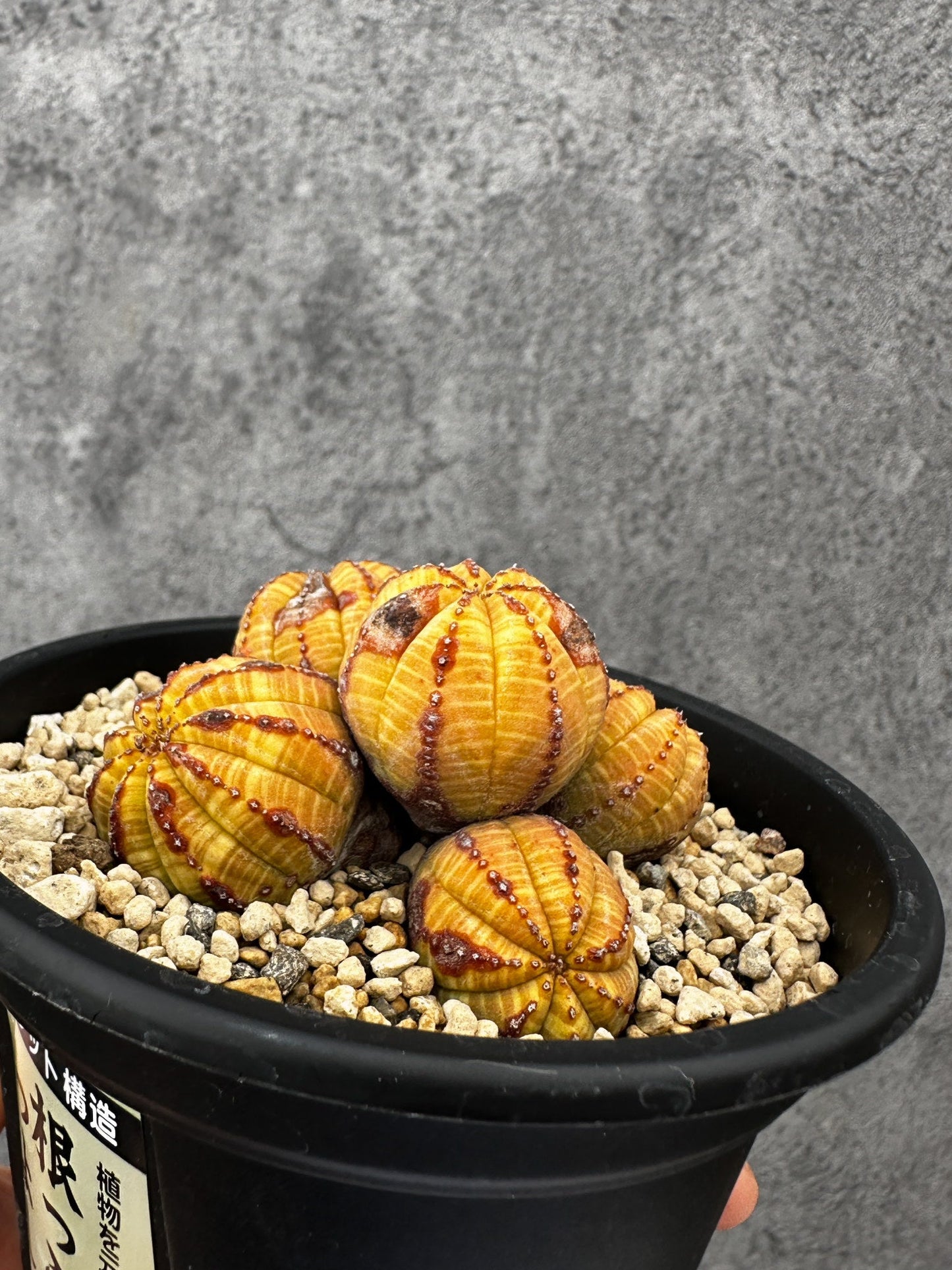 【現品限り】ユーフォルビア・オベサ 多頭【F41】 Euphorbia obesa