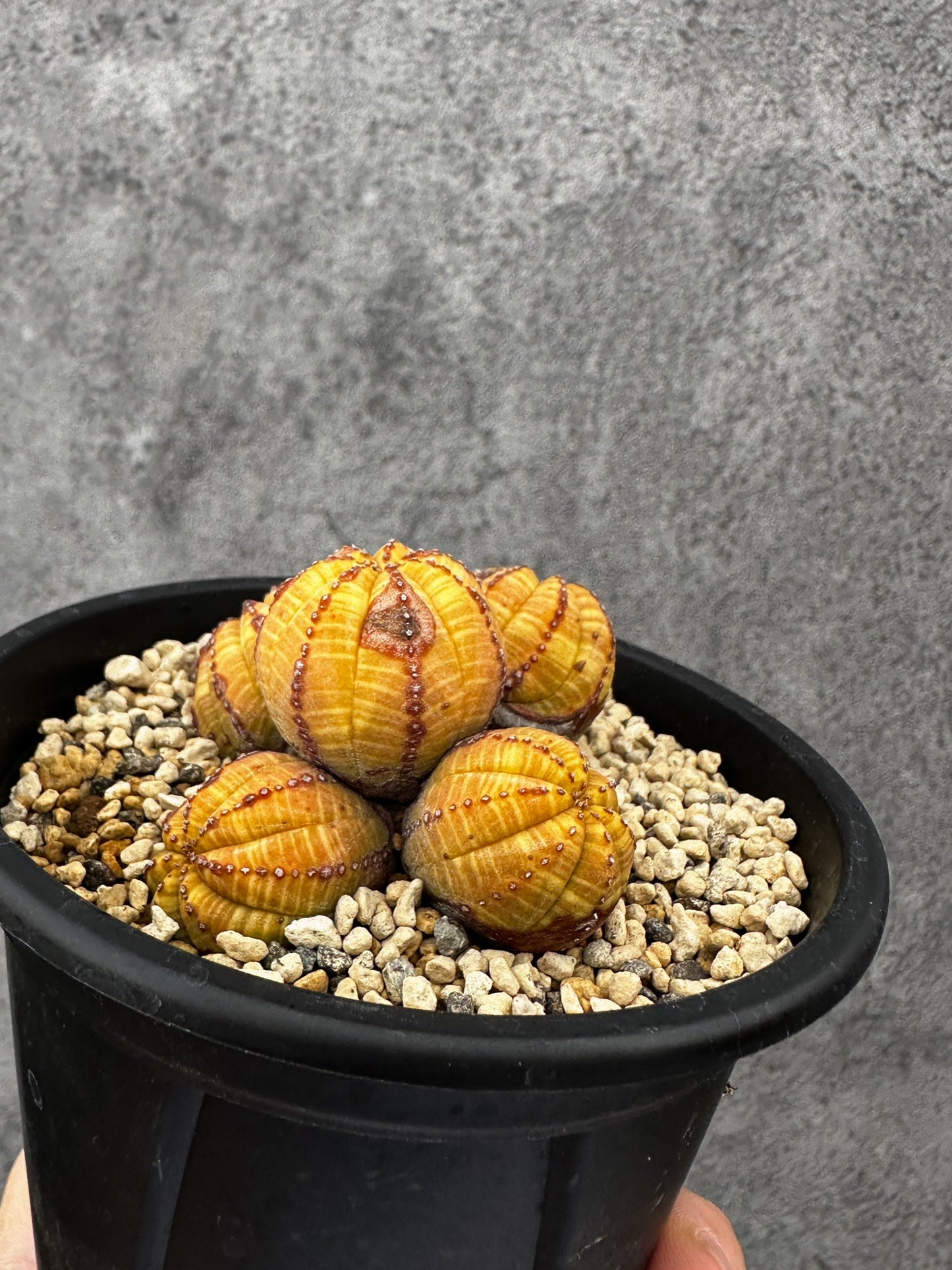【現品限り】ユーフォルビア・オベサ 多頭【F41】 Euphorbia obesa
