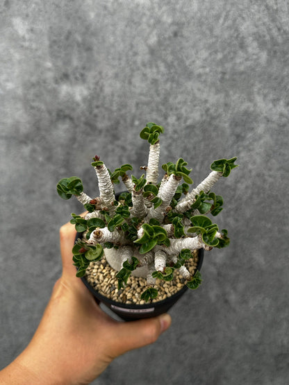 【現品限り】アデニウム・DHA 希少な大株 葉巻 獅子葉 実生【F42】 Adenium DHA