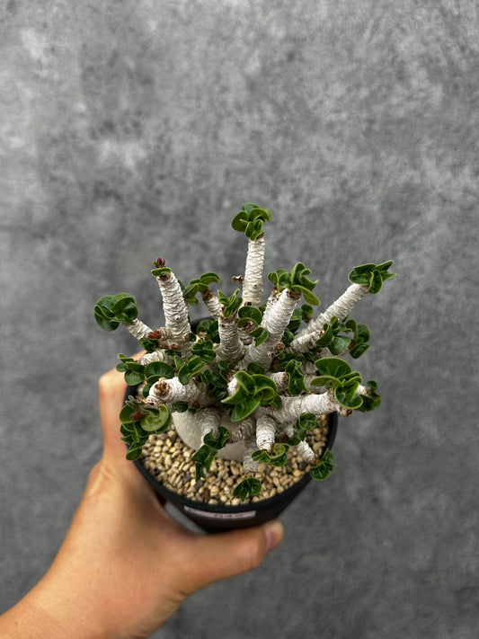 【現品限り】アデニウム・DHA 希少な大株 葉巻 獅子葉 実生【F42】 Adenium DHA