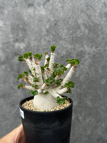 【現品限り】アデニウム・DHA 希少な大株 葉巻 獅子葉 実生【F42】 Adenium DHA