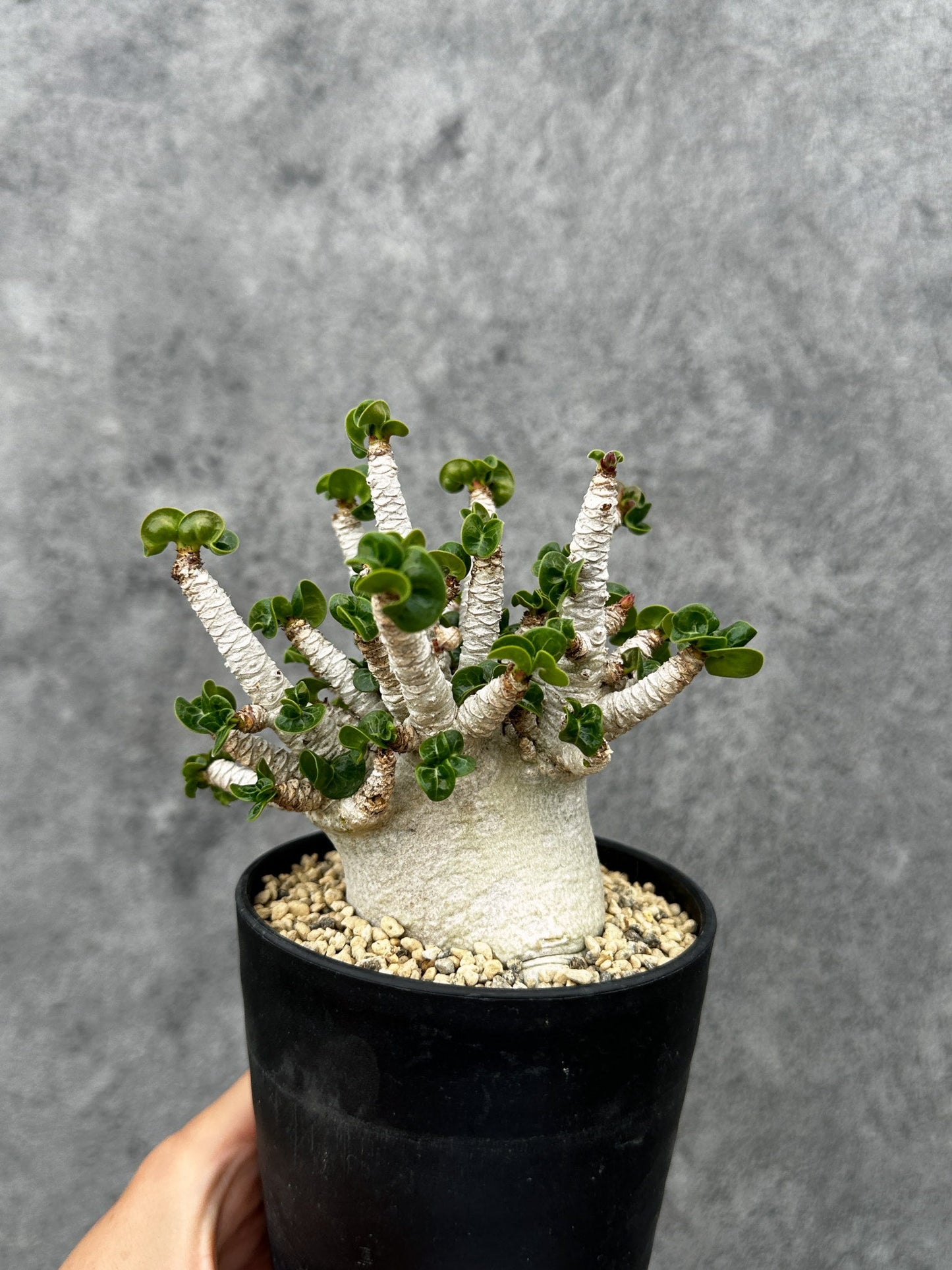 【現品限り】アデニウム・DHA 希少な大株 葉巻 獅子葉 実生【F42】 Adenium DHA