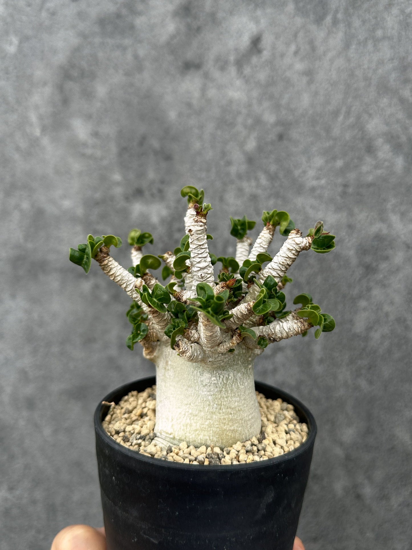 【現品限り】アデニウム・DHA 希少な大株 葉巻 獅子葉 実生【F42】 Adenium DHA