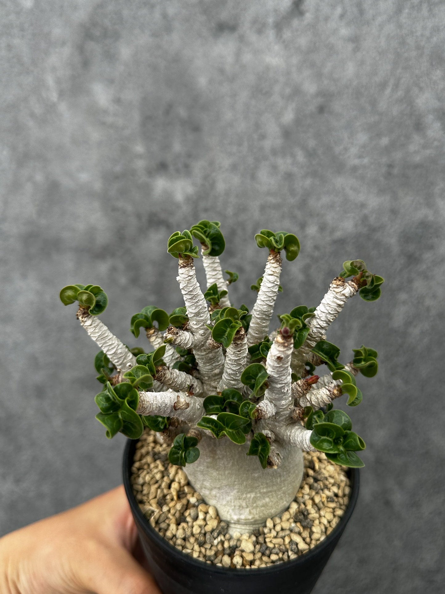 【現品限り】アデニウム・DHA 希少な大株 葉巻 獅子葉 実生【F42】 Adenium DHA