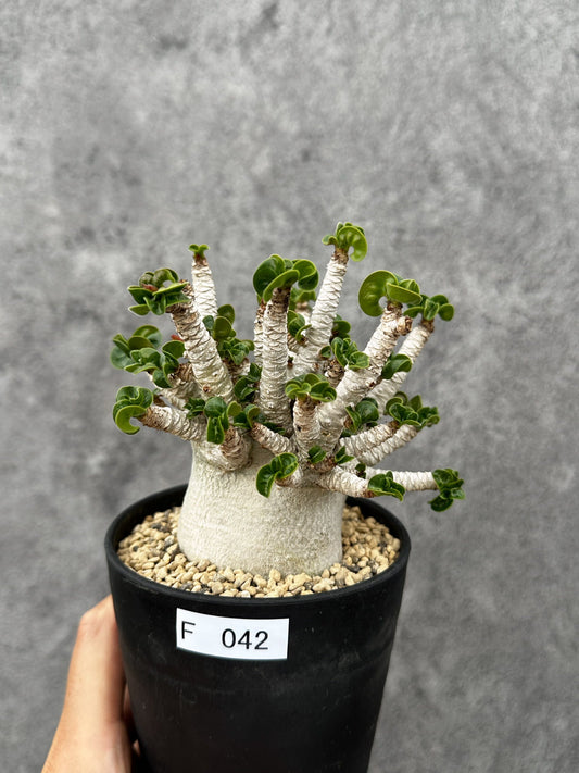 【現品限り】アデニウム・DHA 希少な大株 葉巻 獅子葉 実生【F42】 Adenium DHA
