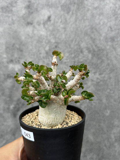 【現品限り】アデニウム・DHA 希少な大株 葉巻 獅子葉 実生【F43】 Adenium DHA