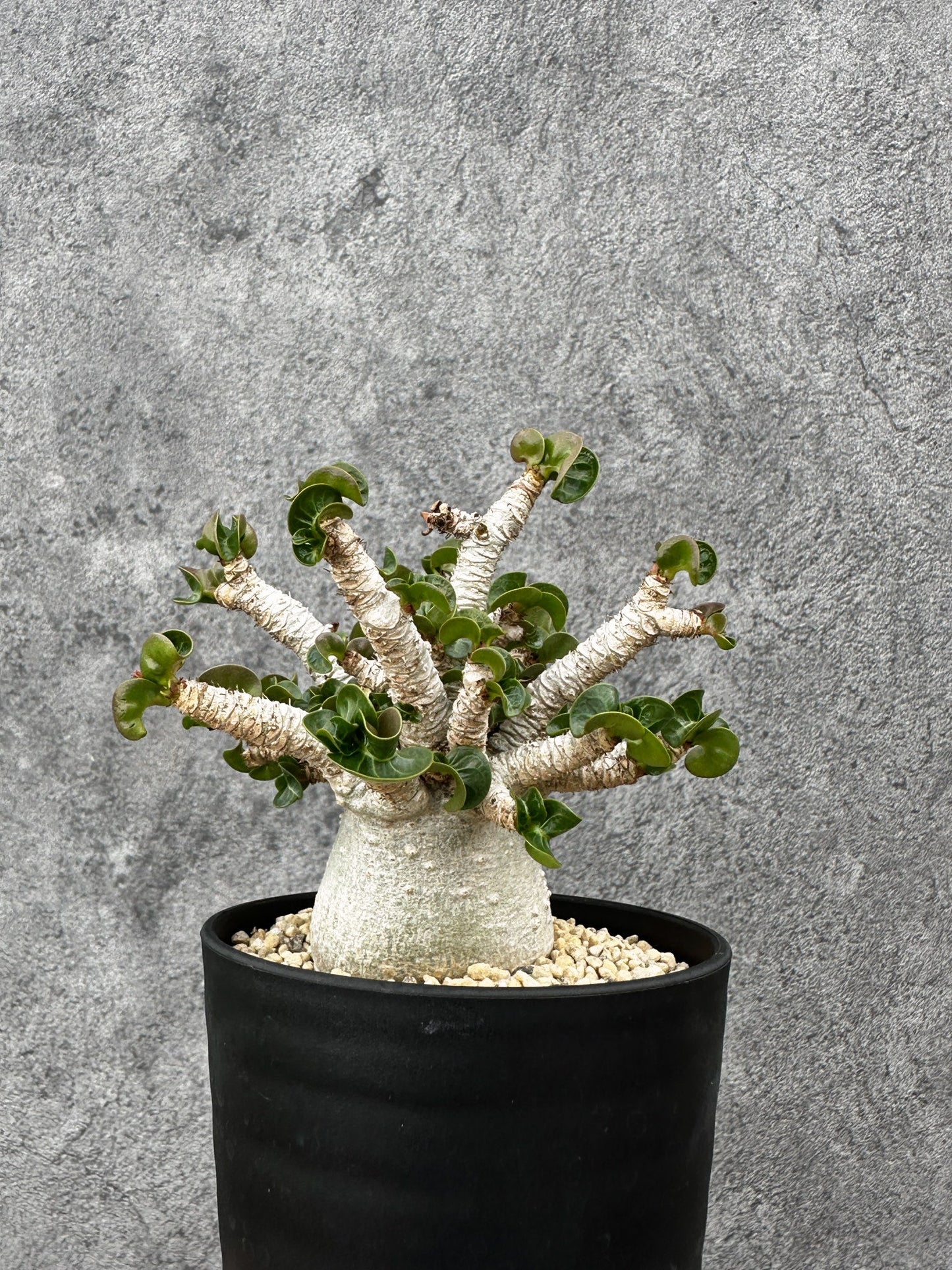 【現品限り】アデニウム・DHA 希少な大株 葉巻 獅子葉 実生【F43】 Adenium DHA