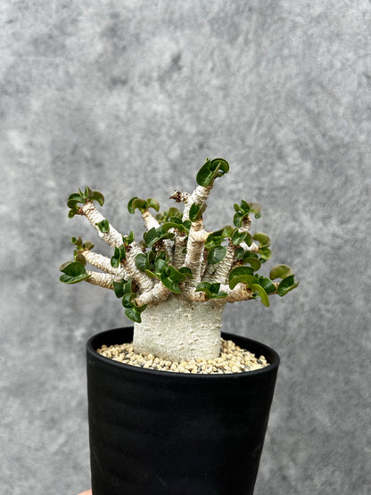 【現品限り】アデニウム・DHA 希少な大株 葉巻 獅子葉 実生【F43】 Adenium DHA