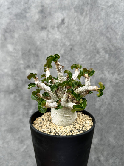 【現品限り】アデニウム・DHA 希少な大株 葉巻 獅子葉 実生【F43】 Adenium DHA