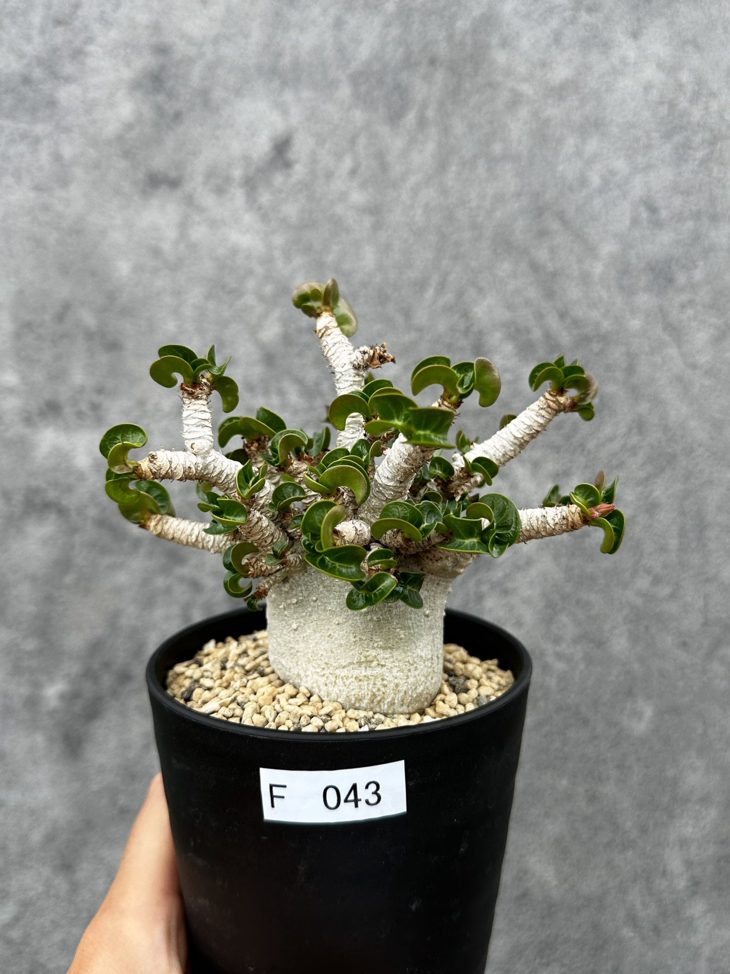 【現品限り】アデニウム・DHA 希少な大株 葉巻 獅子葉 実生【F43】 Adenium DHA
