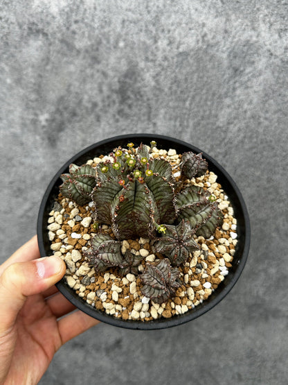 【現品限り】ユーフォルビア・ホリダ・アルバ【F45】 Euphorbia horrida Alba