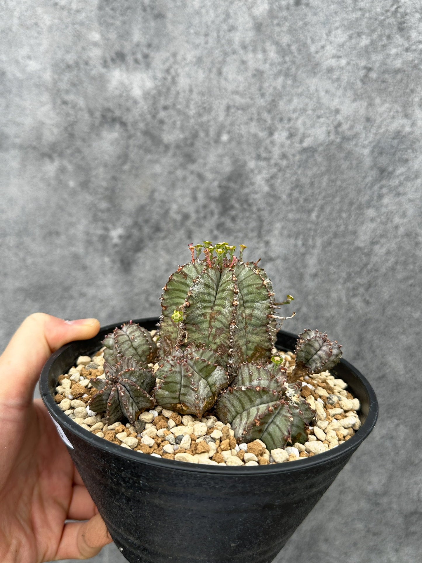 【現品限り】ユーフォルビア・ホリダ・アルバ【F45】 Euphorbia horrida Alba