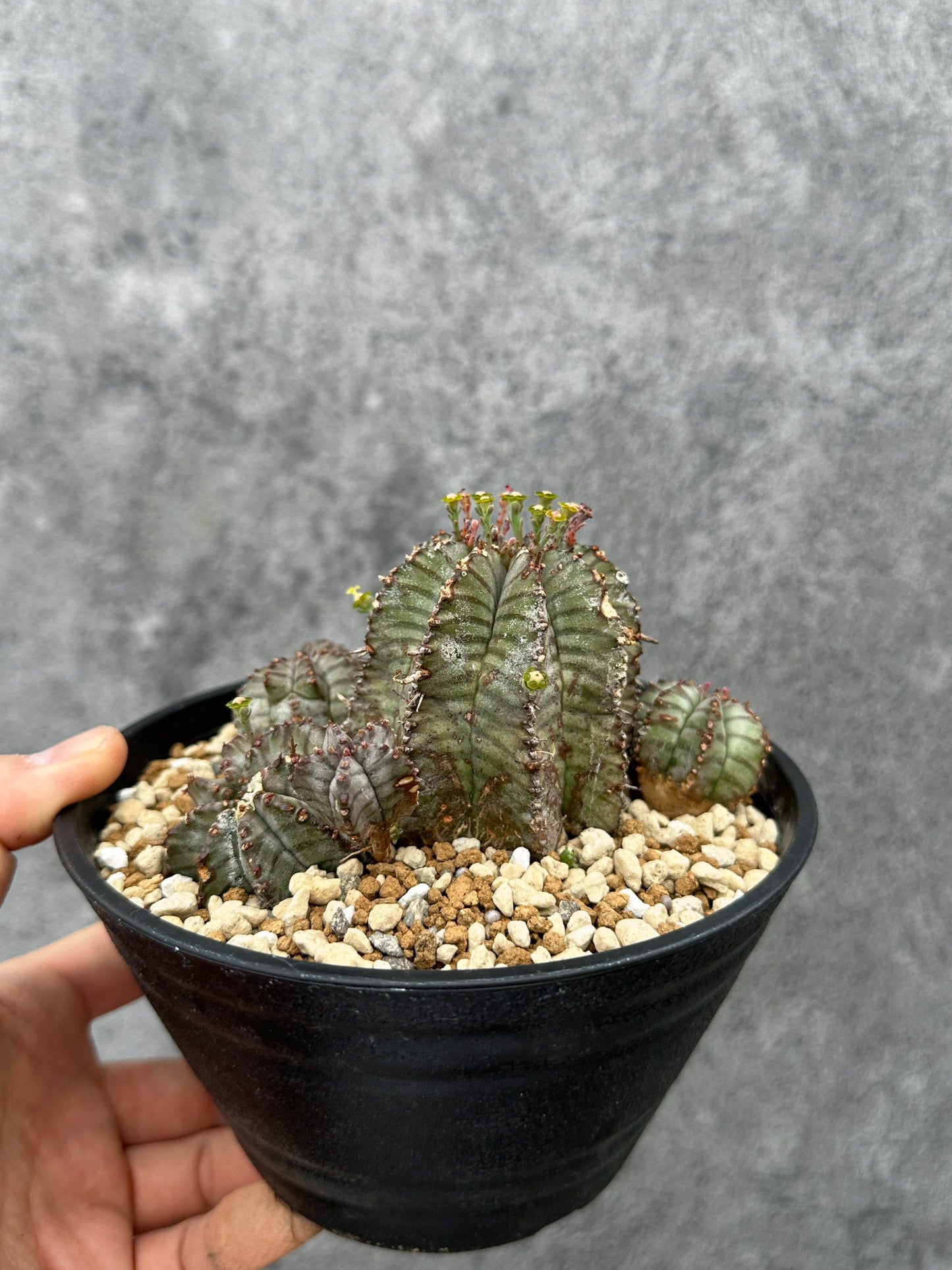 【現品限り】ユーフォルビア・ホリダ・アルバ【F45】 Euphorbia horrida Alba