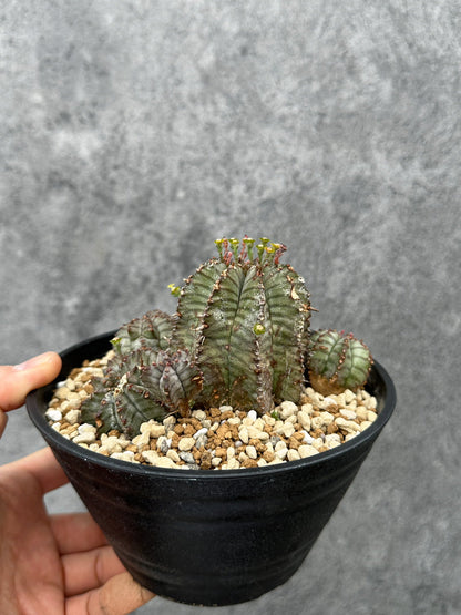 【現品限り】ユーフォルビア・ホリダ・アルバ【F45】 Euphorbia horrida Alba