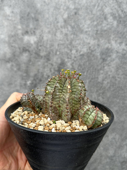 【現品限り】ユーフォルビア・ホリダ・アルバ【F45】 Euphorbia horrida Alba