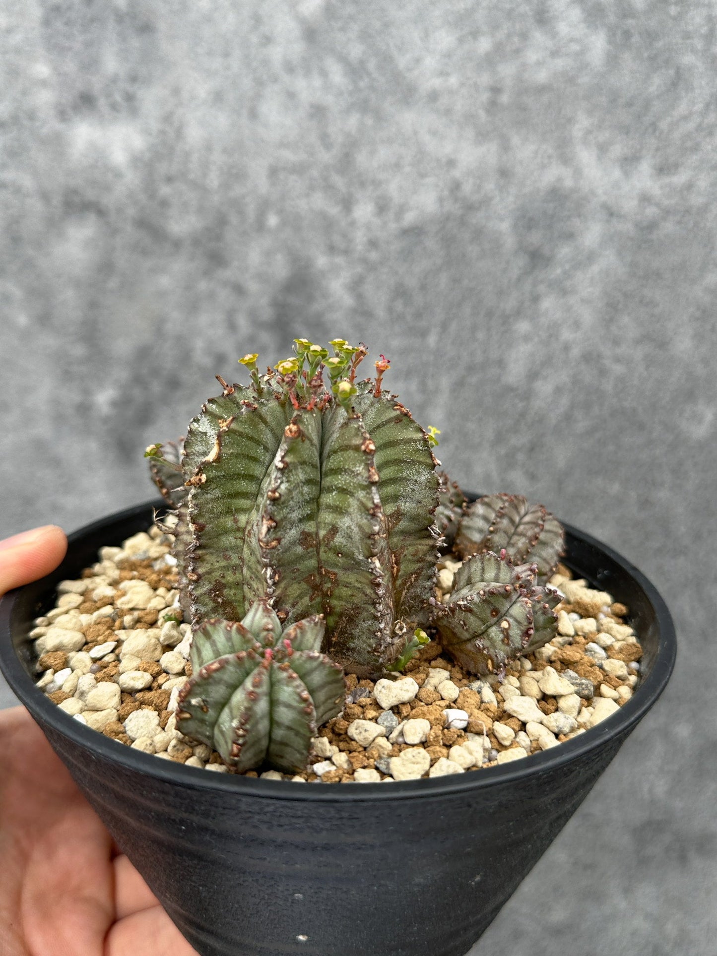 【現品限り】ユーフォルビア・ホリダ・アルバ【F45】 Euphorbia horrida Alba