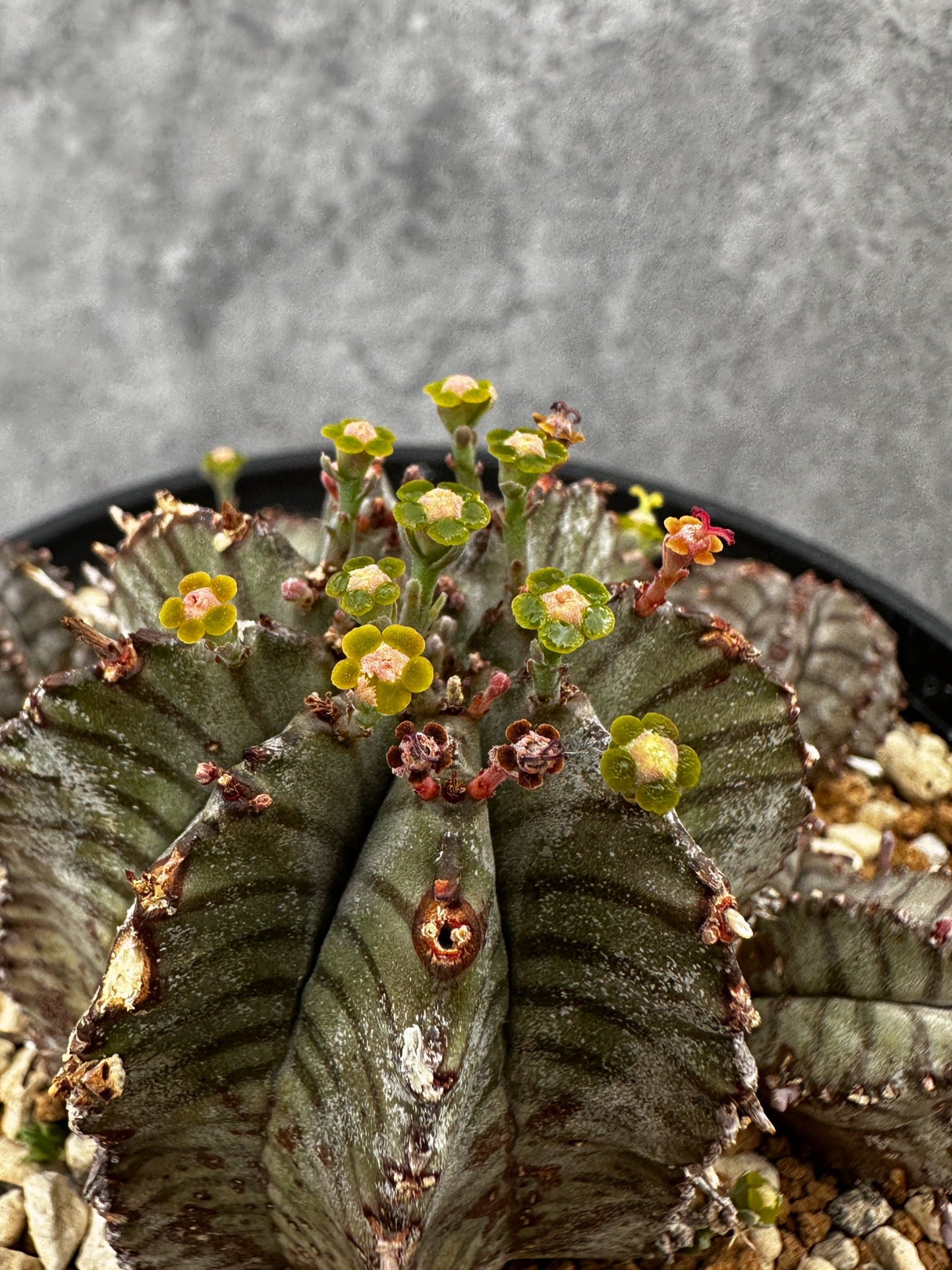 【現品限り】ユーフォルビア・ホリダ・アルバ【F45】 Euphorbia horrida Alba
