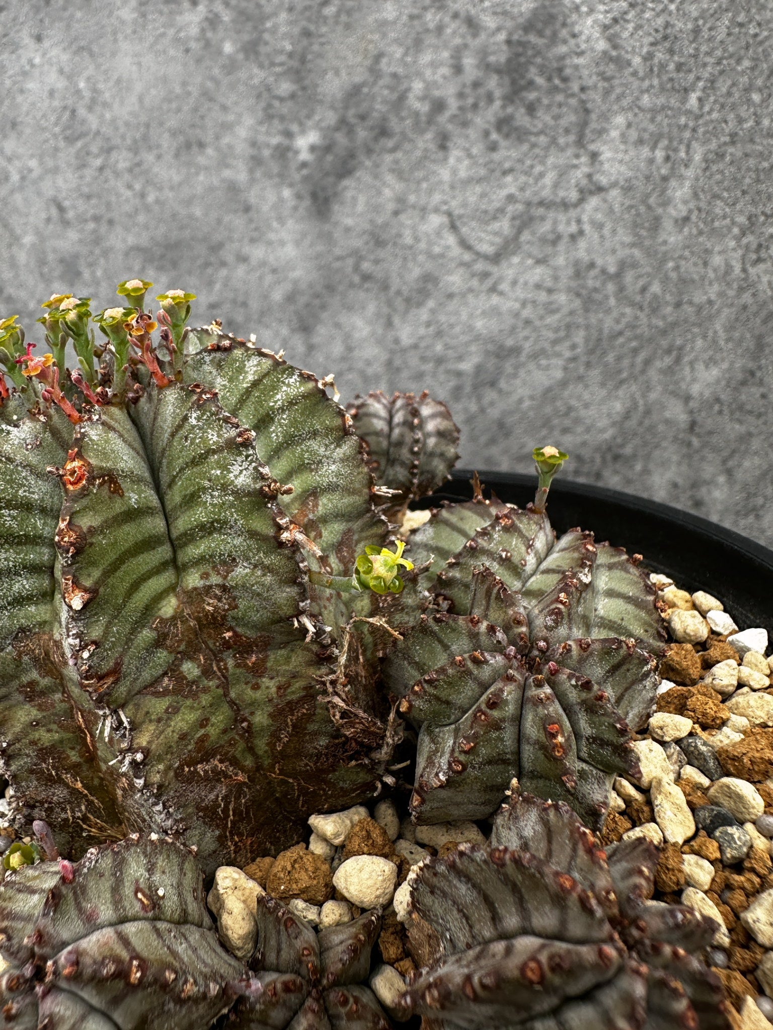 ユーフォルビア ホリダ Euphorbia horrida ALBA ユーフォルビア・ホリダ・アルバ【F45】 Euphorbia horrida Alba 塊根