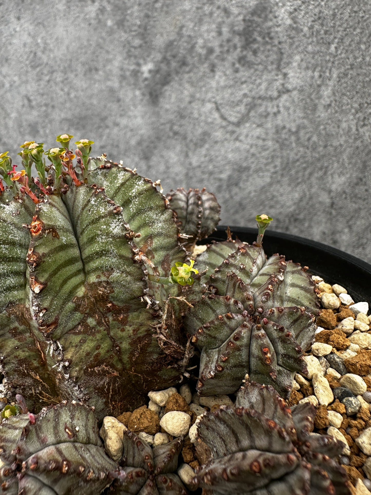 【現品限り】ユーフォルビア・ホリダ・アルバ【F45】 Euphorbia horrida Alba