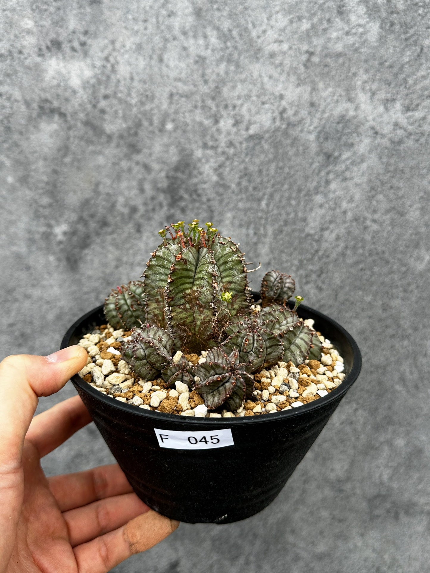 【現品限り】ユーフォルビア・ホリダ・アルバ【F45】 Euphorbia horrida Alba