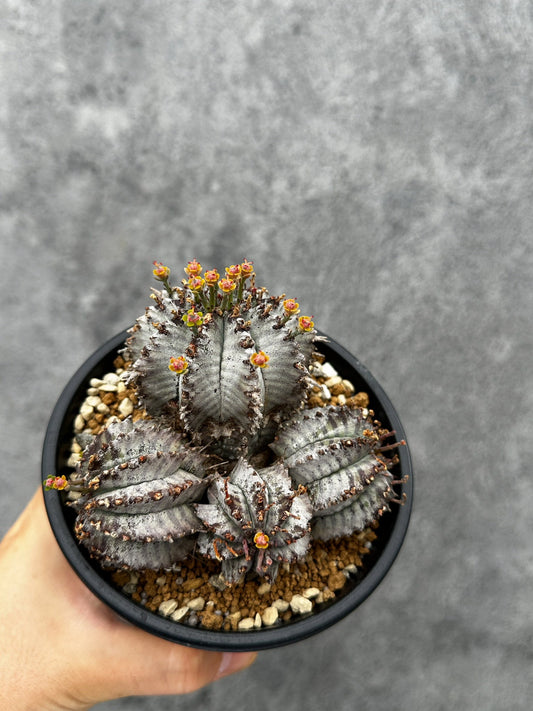 【現品限り】ユーフォルビア・ホリダ・アルバ【F46】 Euphorbia horrida Alba