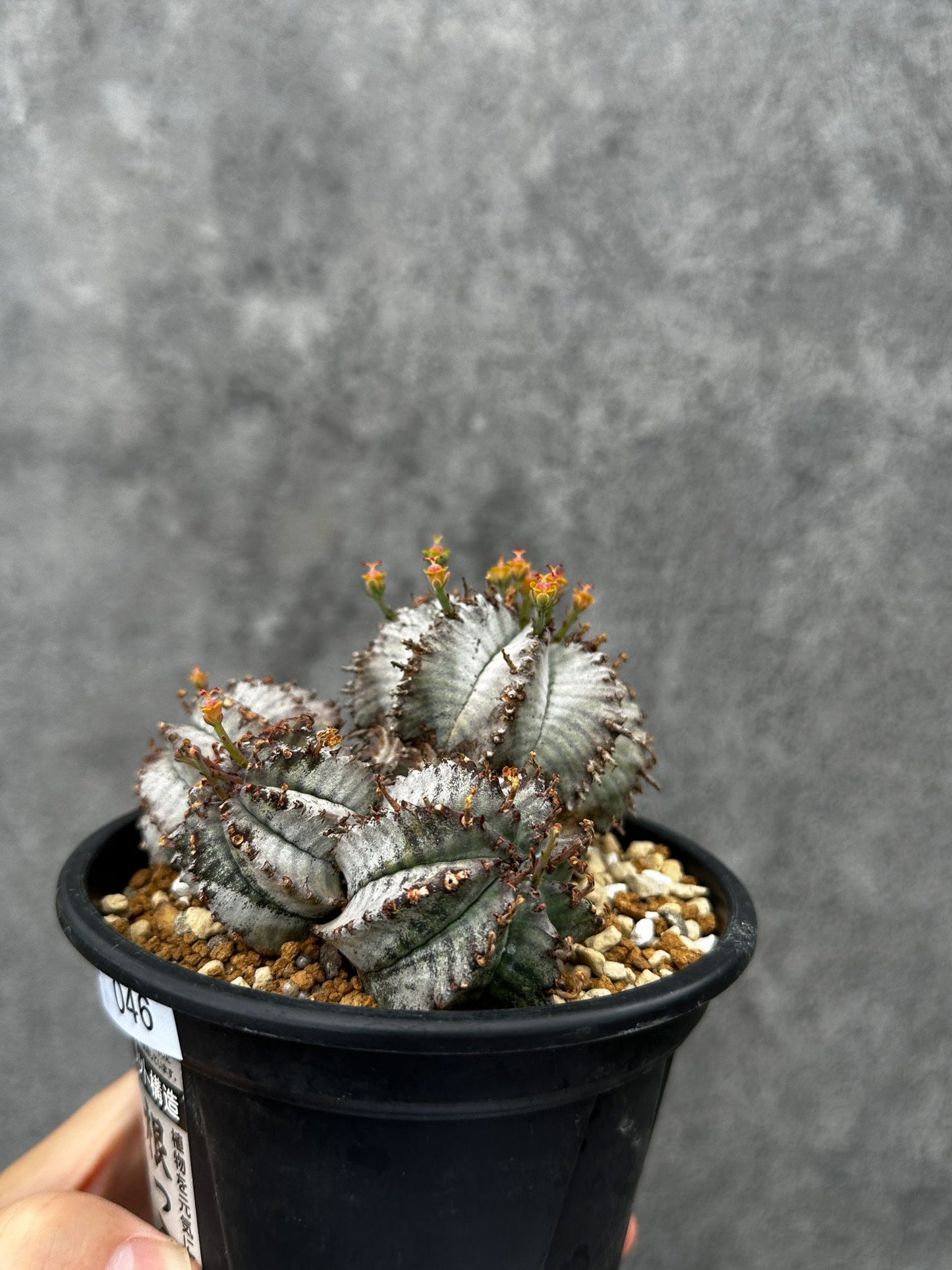 【現品限り】ユーフォルビア・ホリダ・アルバ【F46】 Euphorbia horrida Alba