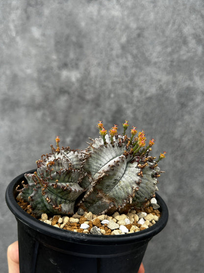 【現品限り】ユーフォルビア・ホリダ・アルバ【F46】 Euphorbia horrida Alba