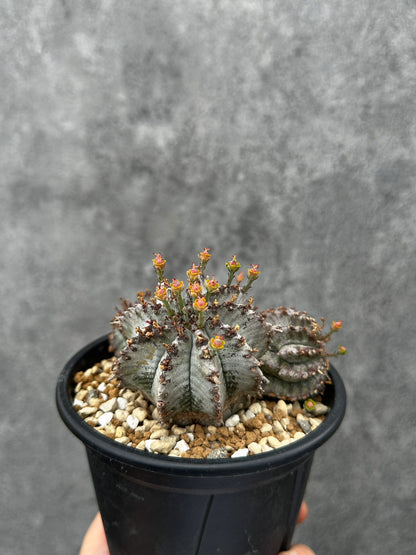 【現品限り】ユーフォルビア・ホリダ・アルバ【F46】 Euphorbia horrida Alba