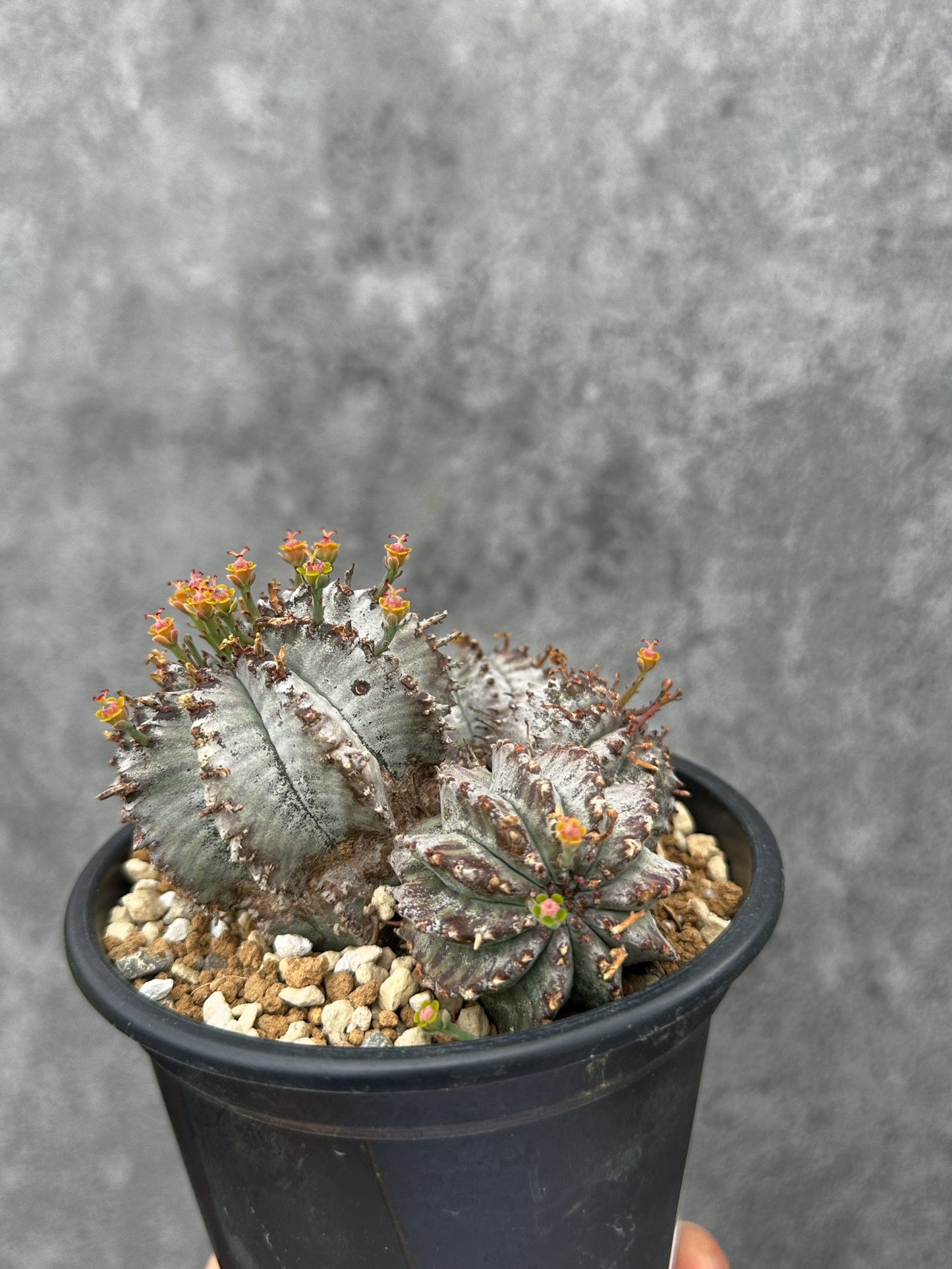 【現品限り】ユーフォルビア・ホリダ・アルバ【F46】 Euphorbia horrida Alba
