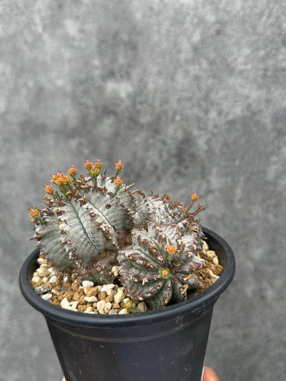 【現品限り】ユーフォルビア・ホリダ・アルバ【F46】 Euphorbia horrida Alba