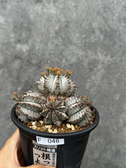 【現品限り】ユーフォルビア・ホリダ・アルバ【F46】 Euphorbia horrida Alba