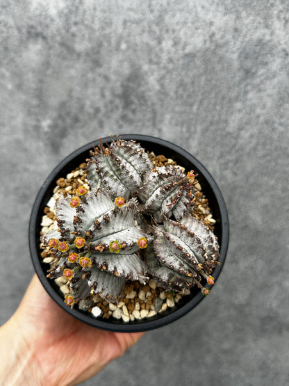 【現品限り】ユーフォルビア・ホリダ・アルバ【F46】 Euphorbia horrida Alba