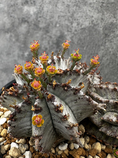 【現品限り】ユーフォルビア・ホリダ・アルバ【F46】 Euphorbia horrida Alba