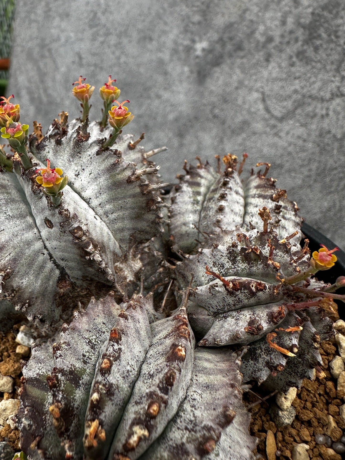 【現品限り】ユーフォルビア・ホリダ・アルバ【F46】 Euphorbia horrida Alba