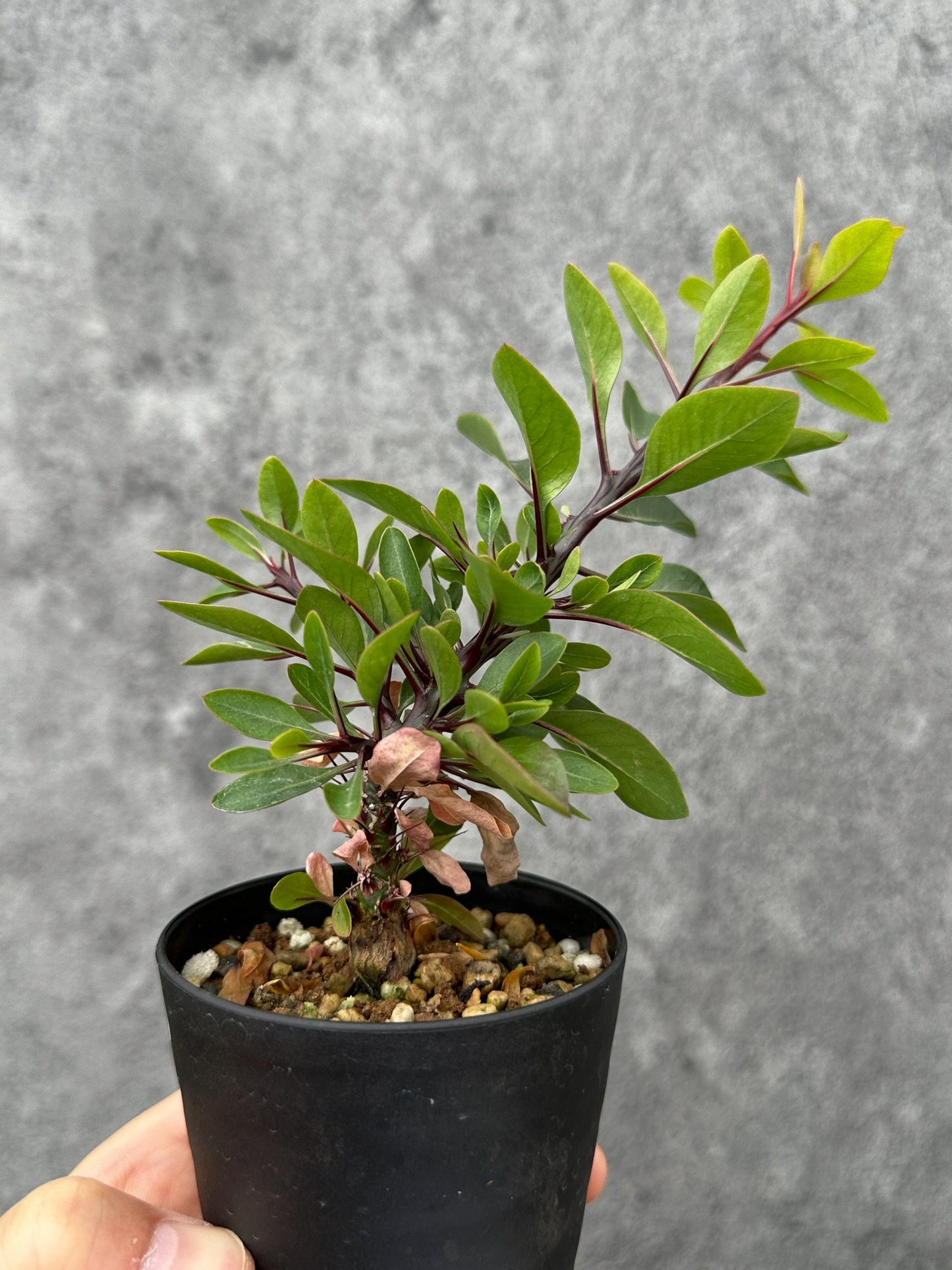 【現品限り】フォークイエリア・ファシクラータ 実生【F47】 Fouquieria fasciculata