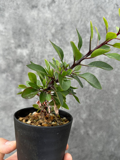 【現品限り】フォークイエリア・ファシクラータ 実生【F47】 Fouquieria fasciculata