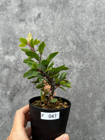 【現品限り】フォークイエリア・ファシクラータ 実生【F47】 Fouquieria fasciculata