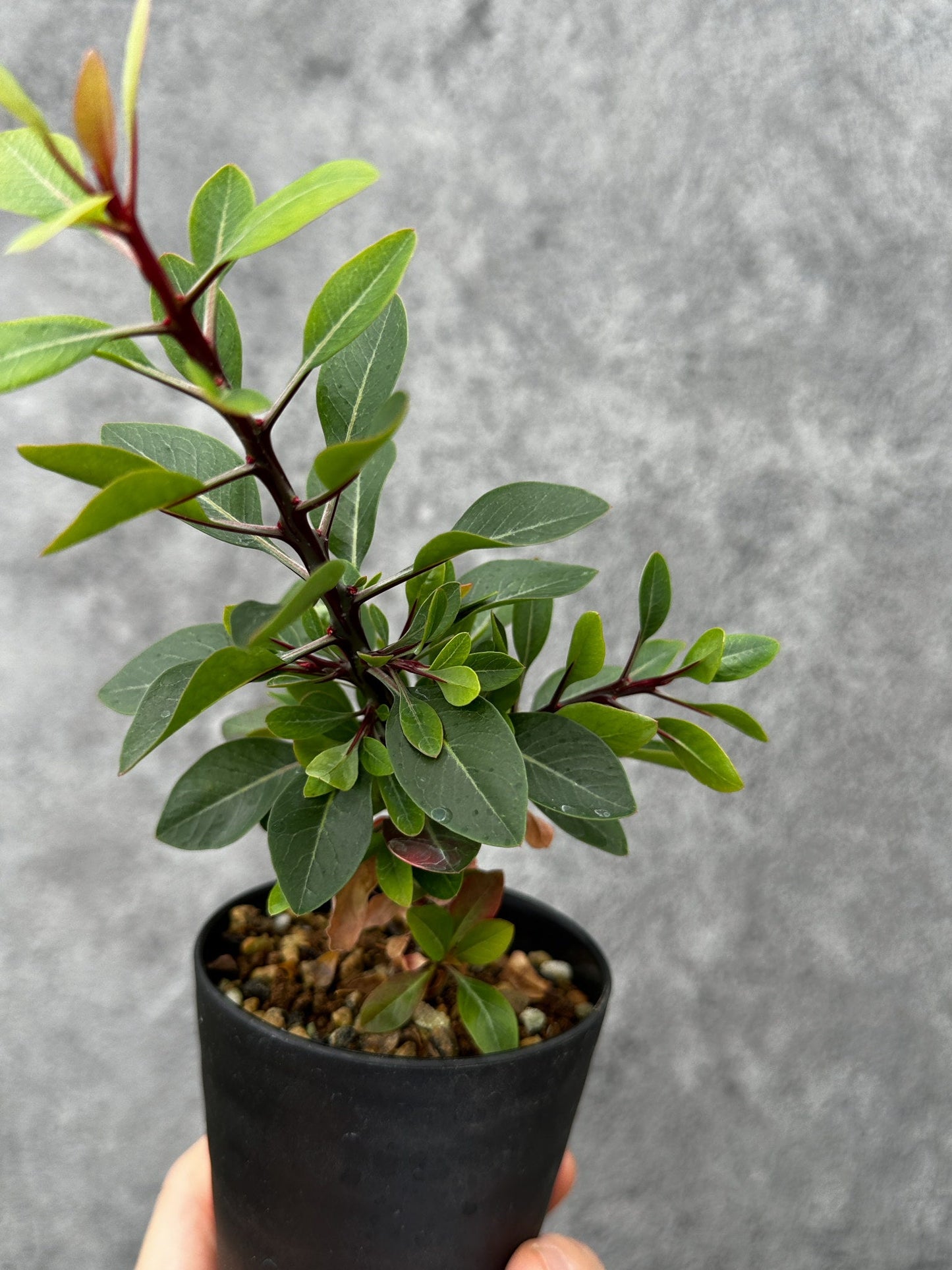 【現品限り】フォークイエリア・ファシクラータ 実生【F47】 Fouquieria fasciculata