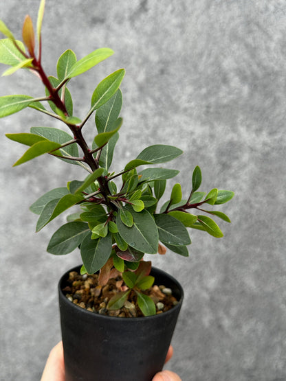 【現品限り】フォークイエリア・ファシクラータ 実生【F47】 Fouquieria fasciculata