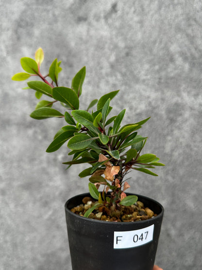 【現品限り】フォークイエリア・ファシクラータ 実生【F47】 Fouquieria fasciculata